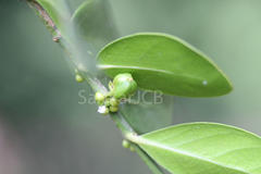 Suregada angustifolia